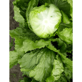 SAŁATA LIBERKIN 5 TYS. OTOCZKA F1 ST