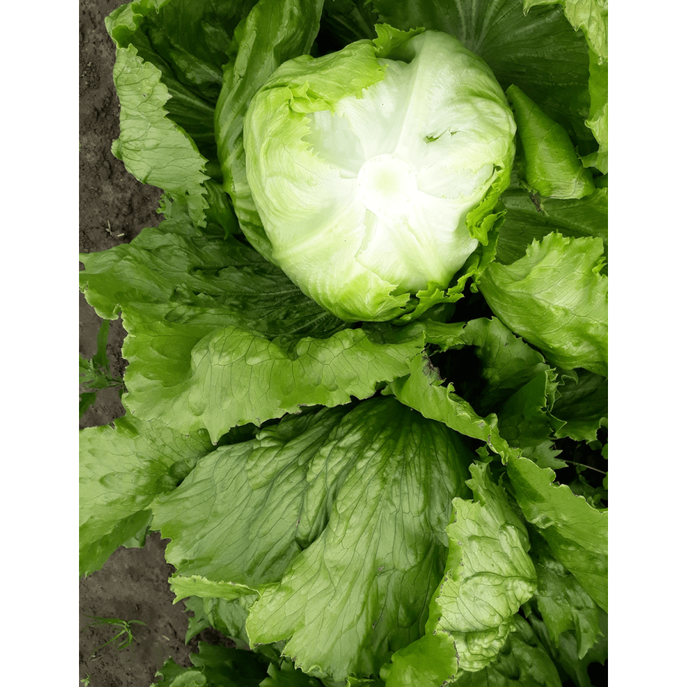 SAŁATA LIBERKIN 5 TYS. OTOCZKA F1 ST