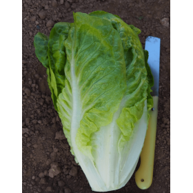 SAŁATA MINI RZYMSKA SPLASHBEE 5 TYS OTOCZKA