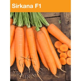 MARCHEW SIRKANA 2,00-2,20 100 TYS