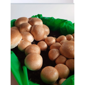 PIECZARKA ZESTAW DO UPRAWY BRĄZOWEJ PIECZARKI