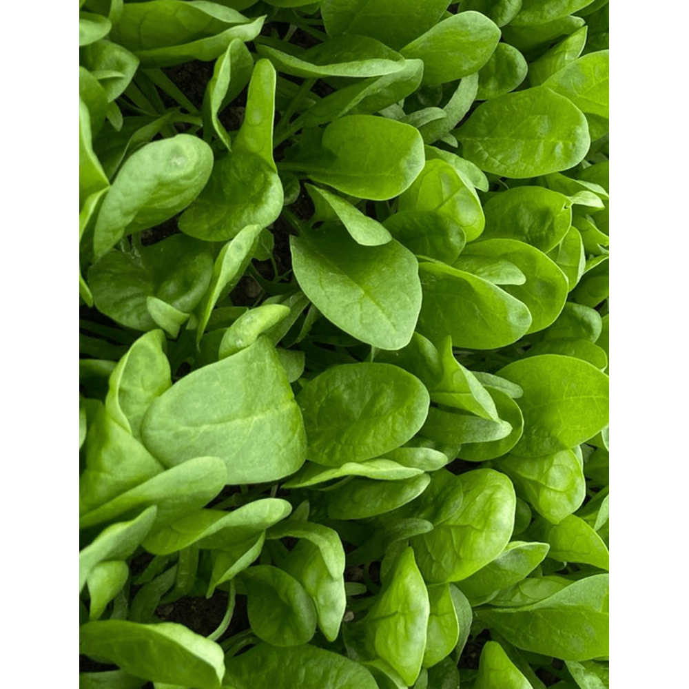 SZPINAK CRATER 1 MLN NIEZAPRAWIANE F1 ST