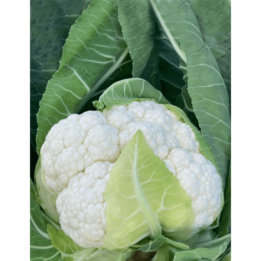 KALAFIOR CARDEX 2,5T STD