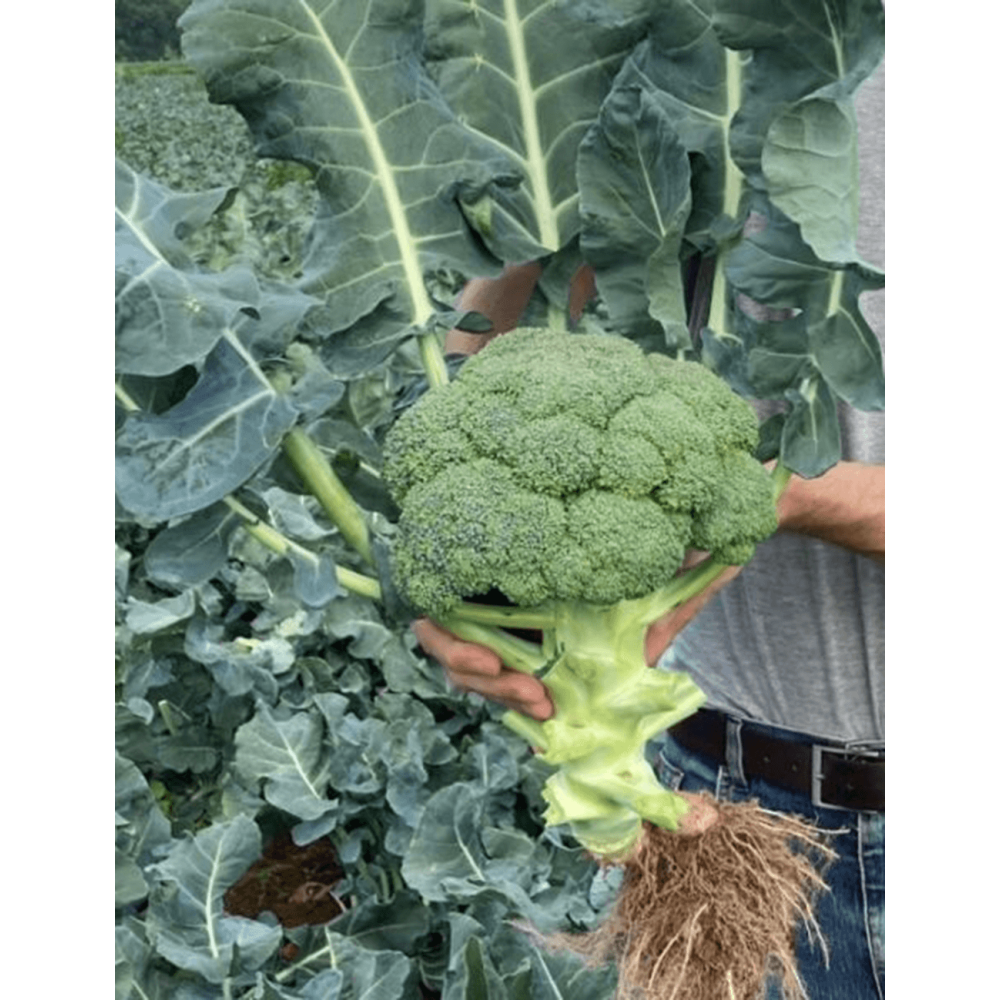 BROKUŁ ABRAMS 2,5T STD