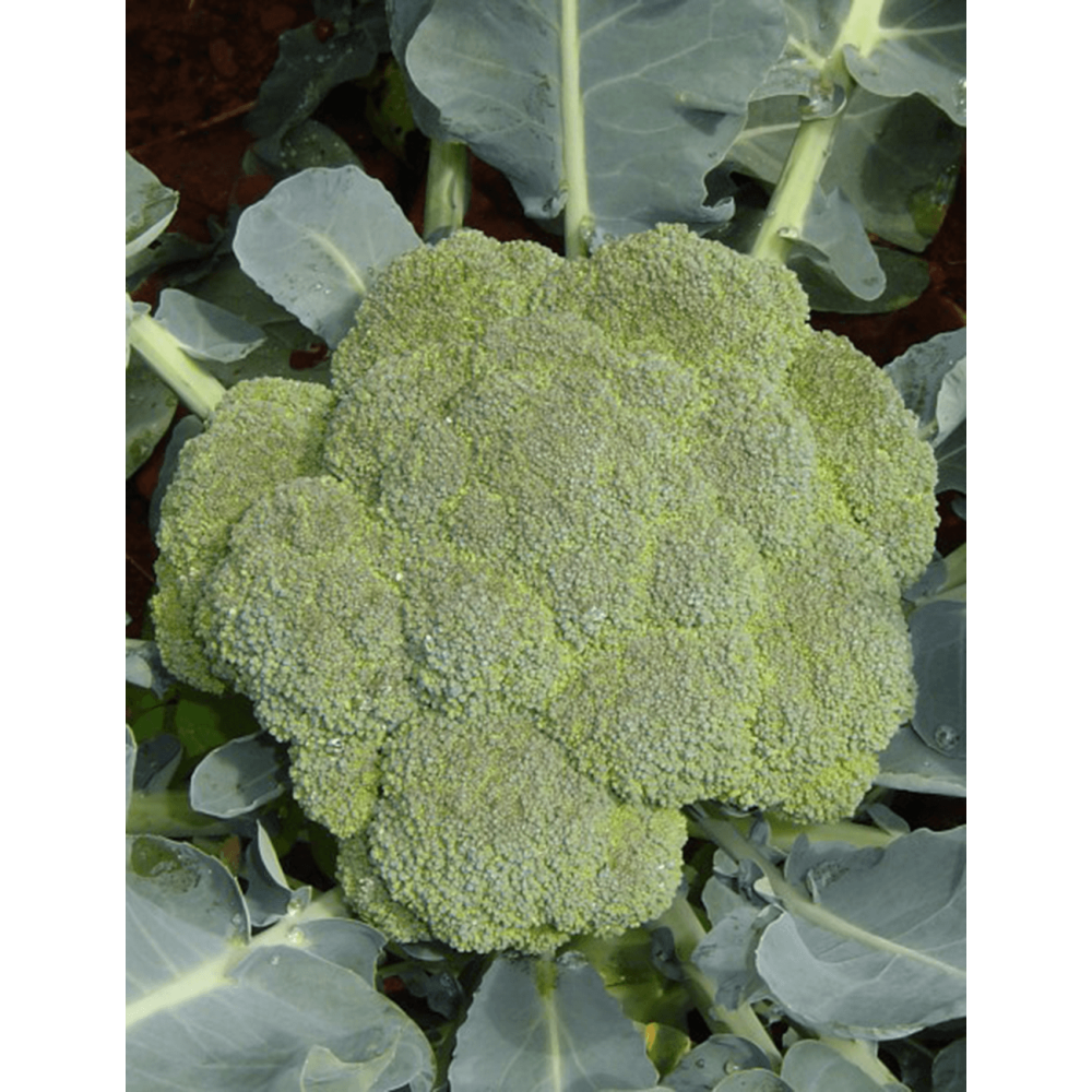 BROKUŁ SV3277BL 2,5T STD