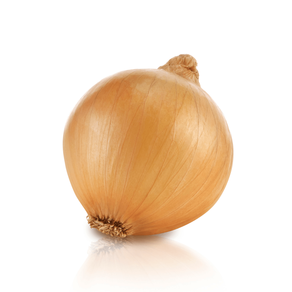 CEBULA SADDLEBACK 250 TYS STD