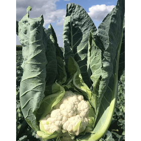 KALAFIOR PREDAZZO 2.5 TYS