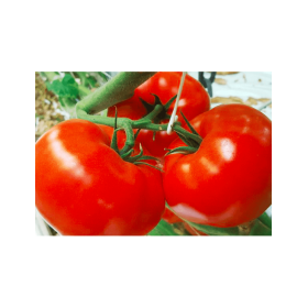 POMIDOR SZKLARNIOWY ONDERO 500 NAS ST