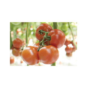 POMIDOR SZKLARNIOWY ŚREDNIOOWOCOWY ADMIRO F1 500 N