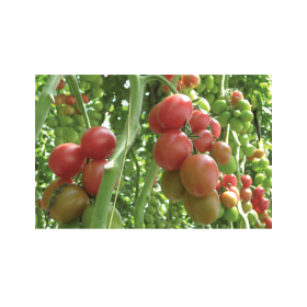 POMIDOR SZKLARNIOWY SPECJALISTYCZNY DRK 936 F1 500 NAS