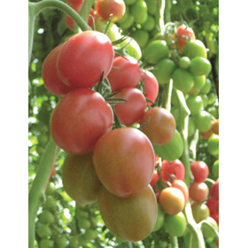 POMIDOR SZKLARNIOWY SPECJALISTYCZNY DRK 936 F1 500 NAS