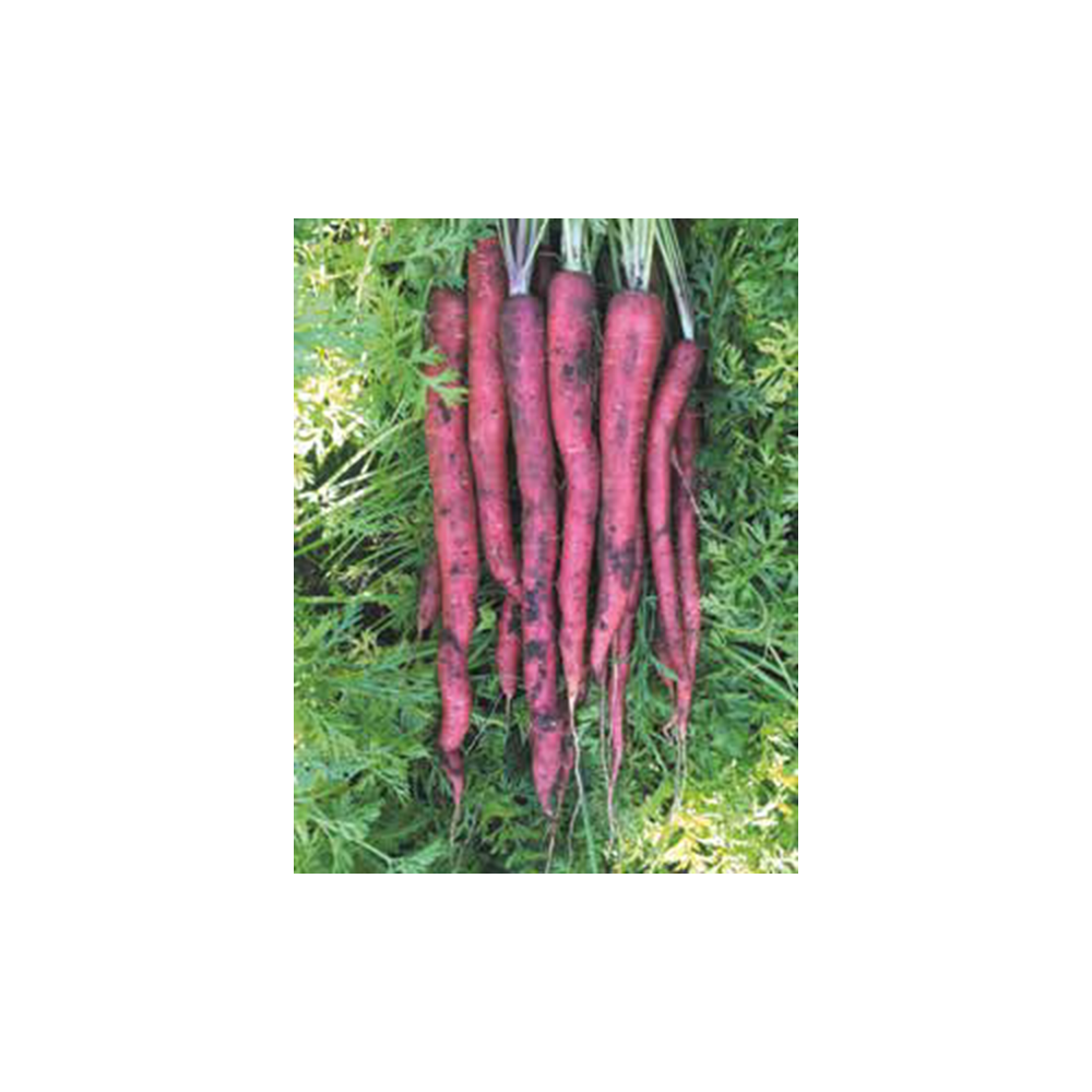 MARCHEW CZERWONA MALBEC F1 100 TYS ST