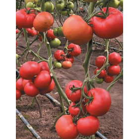 POMIDOR TUNELOWY ANTELAISI 500 NAS ST