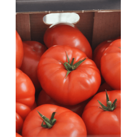 POMIDOR SZKLARNIOWY REBELSKI 500 NAS ST