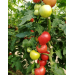 POMIDOR FUCHSIA F1 MALINOWY 500 NAS