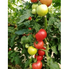 POMIDOR FUCHSIA F1 MALINOWY 500 NAS