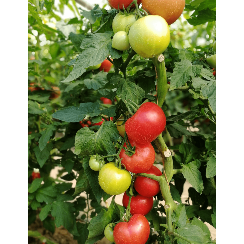 POMIDOR FUCHSIA F1 MALINOWY 500 NAS