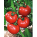 POMIDOR CEMILIA F1 500 NAS