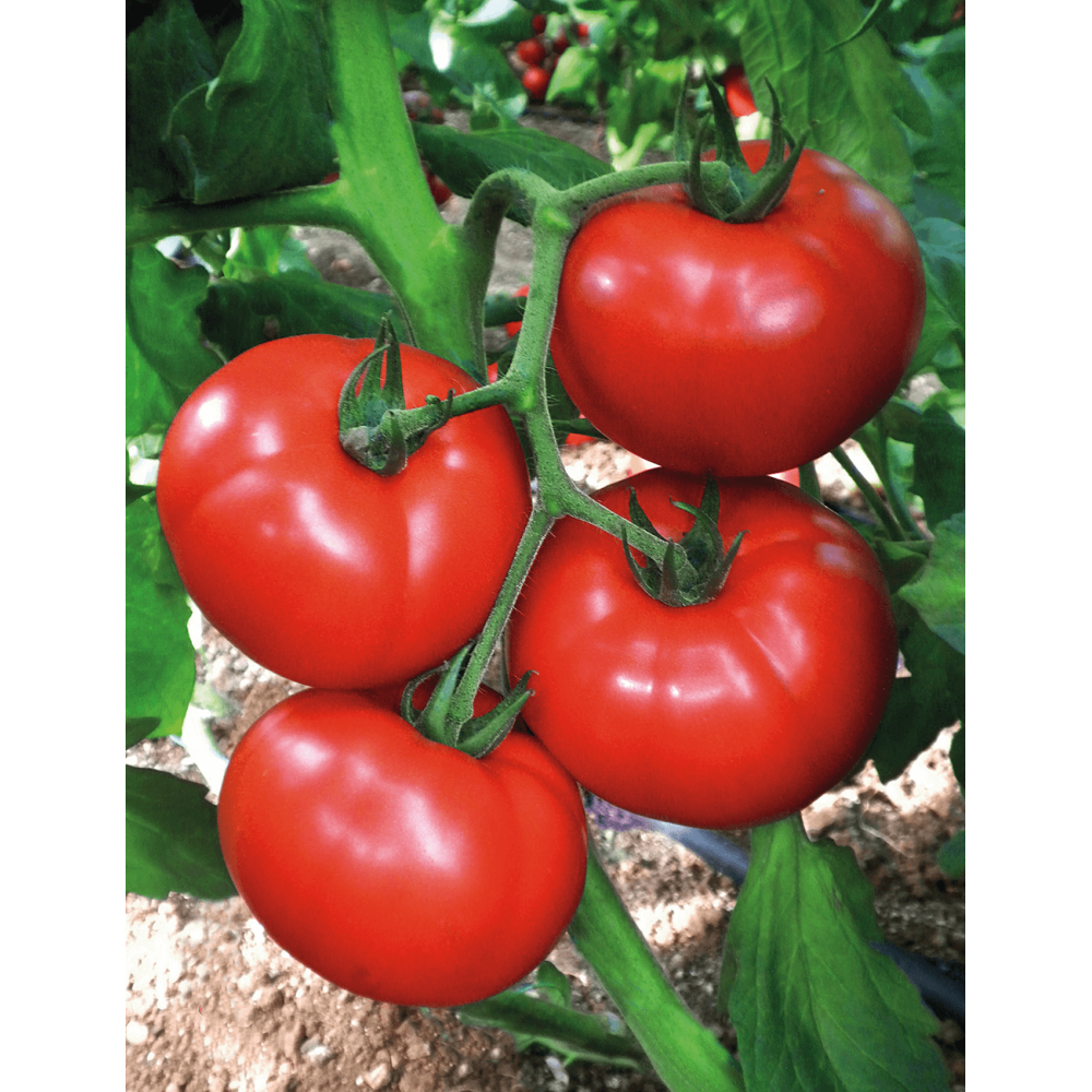 POMIDOR CEMILIA F1 100 NAS