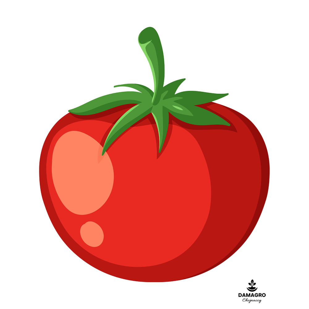 POMIDOR TUNELOWY CARNEGIE F1 500 NASION ST