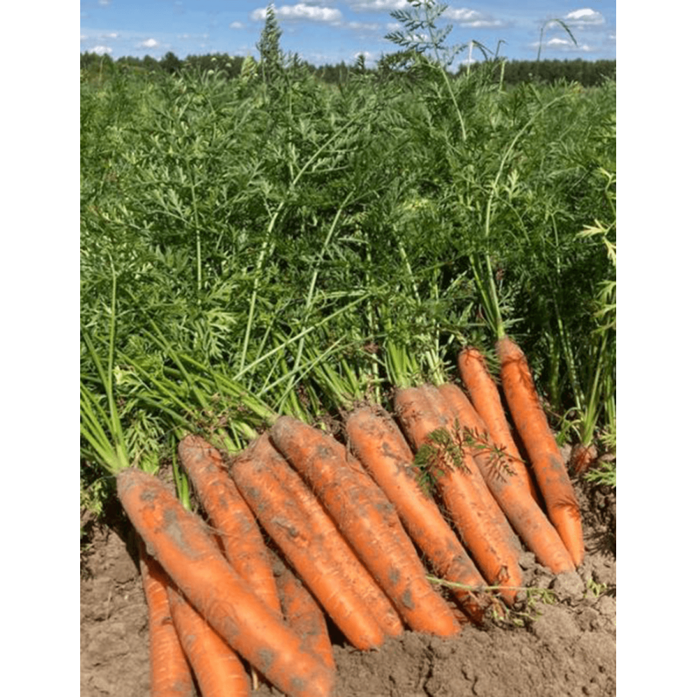 MARCHEW CARRUBA 100TYS STD