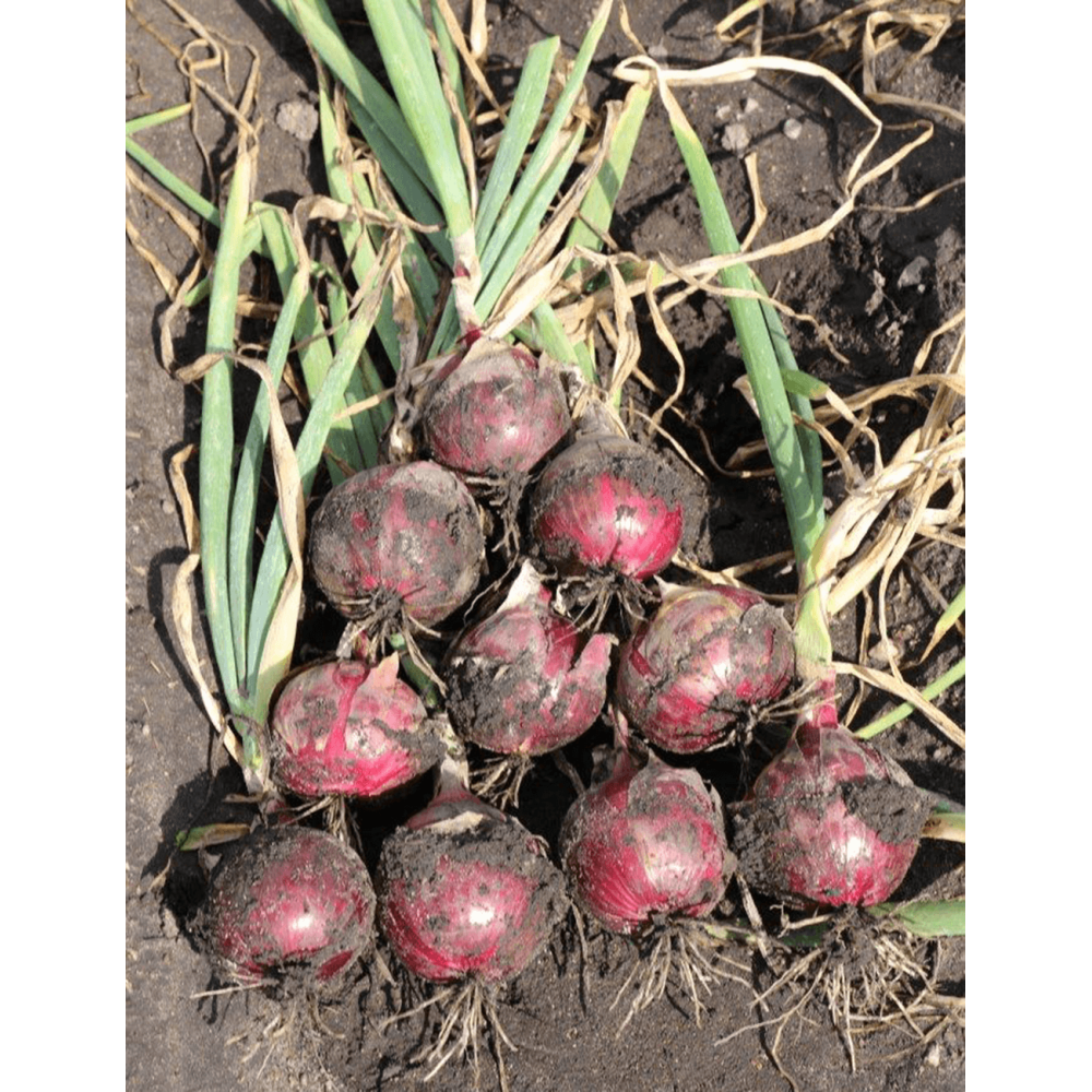 CEBULA RUBILLION F1 250TYS ST