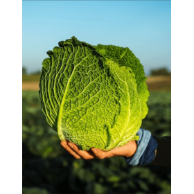 KAPUSTA WŁOSKA DEUCE 2,5 TYS STD