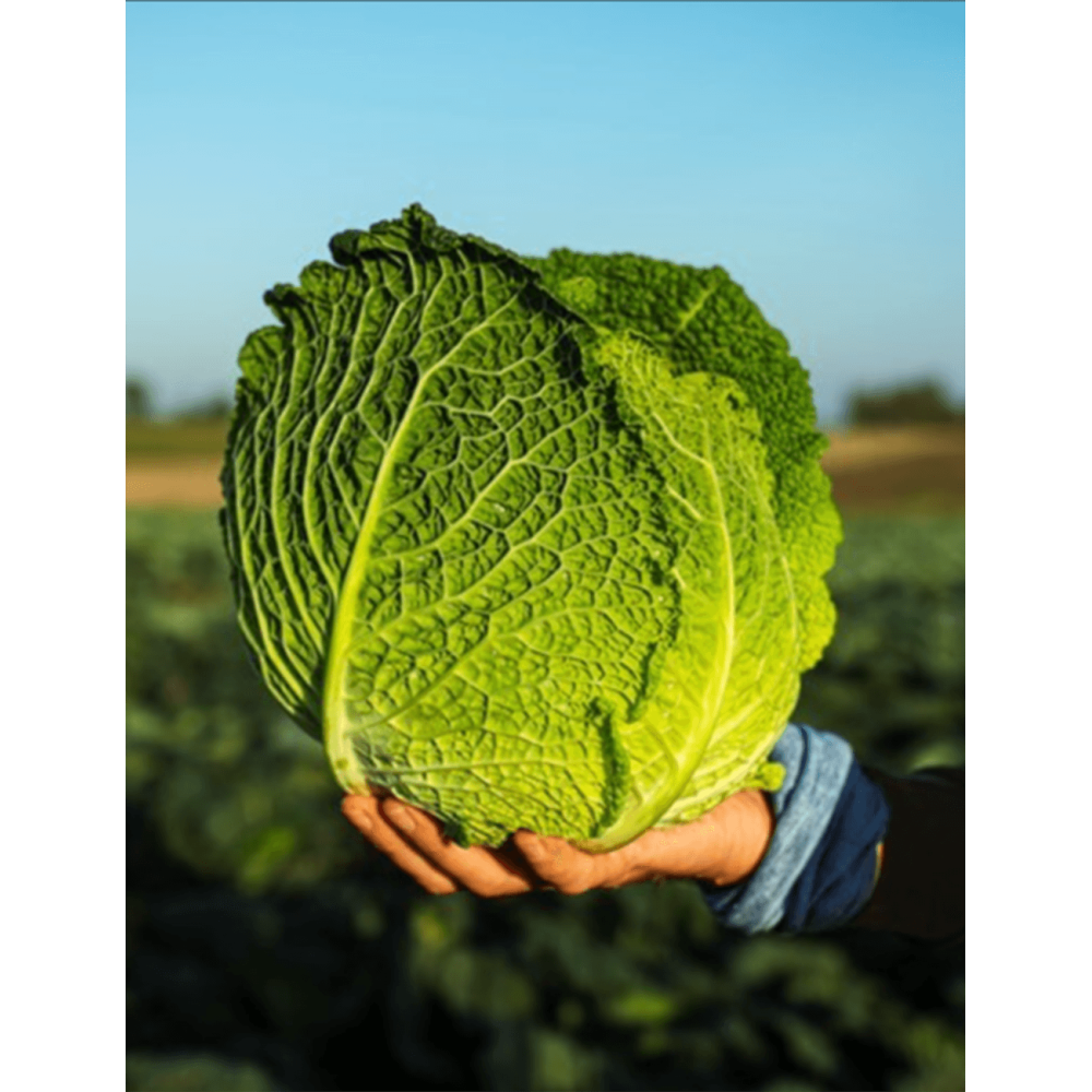 KAPUSTA WŁOSKA DEUCE 2,5 TYS STD