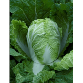 KAPUSTA PEKIŃSKA QUESTAR F1 2,5 TYS PRECYZYJNE ST