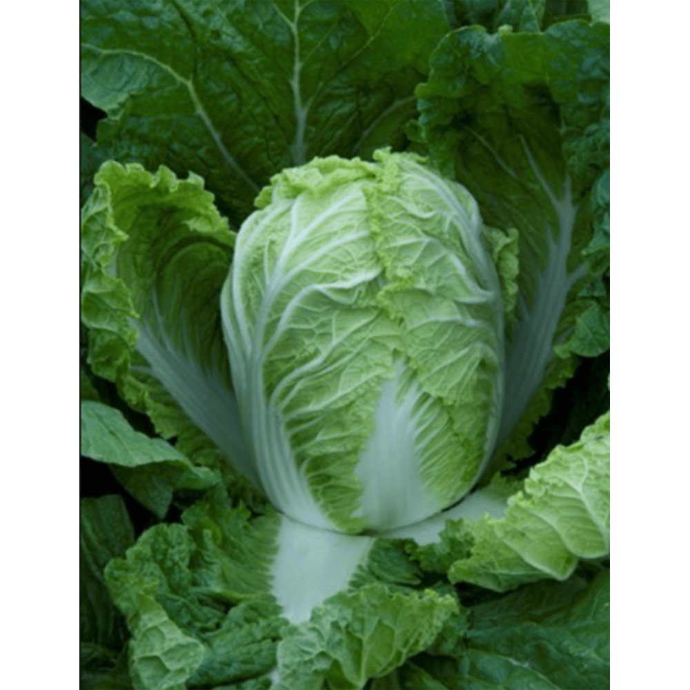 KAPUSTA PEKIŃSKA QUESTAR F1 2,5 TYS PRECYZYJNE ST