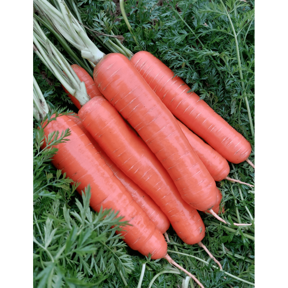 MARCHEW DURANCE F1 100 TYS. ZAPRAWIANE ST