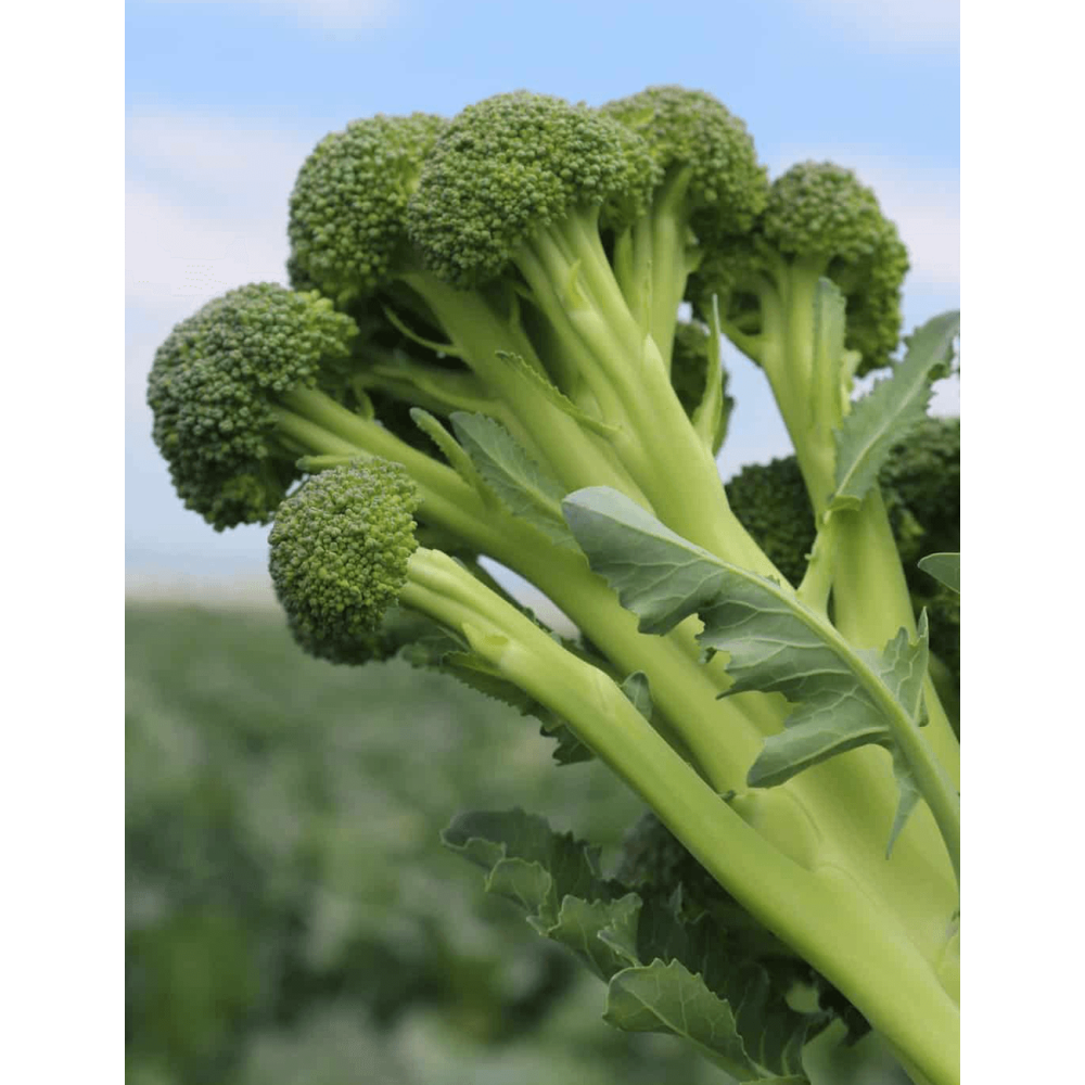 BROKUŁ SKYTREE 2,5T STD