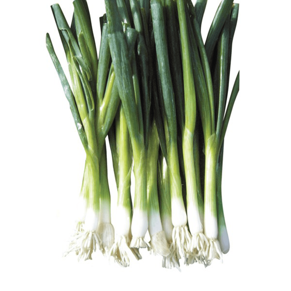 CEBULA GREEN BANNER 250T STD