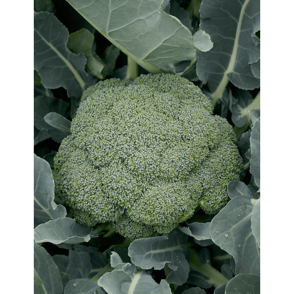 BROKUŁ GREEN MAGIC 2,5T STD