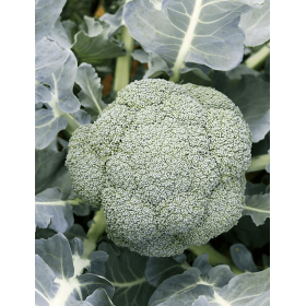 BROKUŁ LEONIDAS F1 2,5T STD