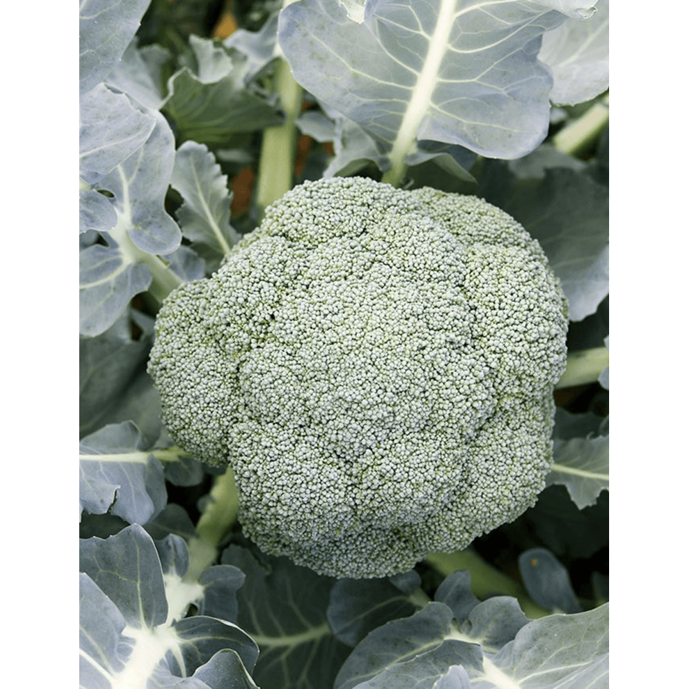 BROKUŁ LEONIDAS F1 2,5T STD