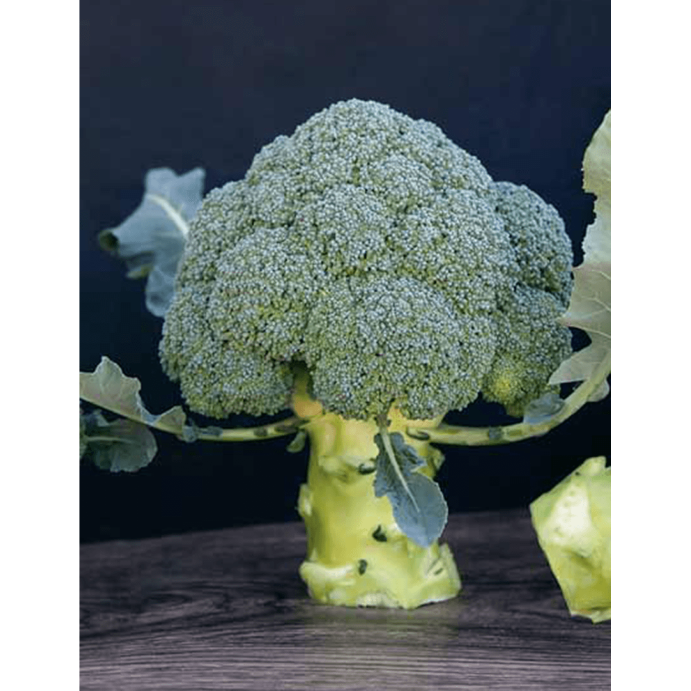 BROKUŁ PERSEUS 2,5T STD