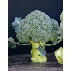 BROKUŁ PERSEUS 2,5T PREC.