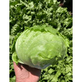 SAŁATA LARKIN 5 TYS. OTOCZKA F1 ST