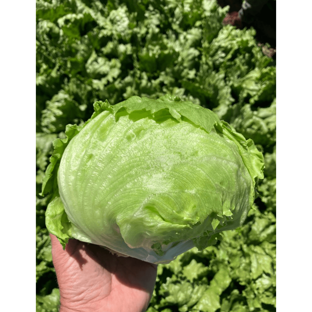 SAŁATA LARKIN 5 TYS. OTOCZKA F1 ST