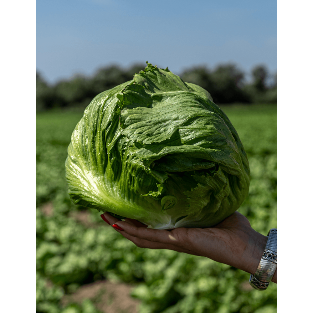 SAŁATA ROCKIN 5 TYS. OTOCZKA F1 ST