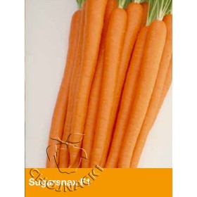 MARCHEW SUGARSNAX 100 TYS