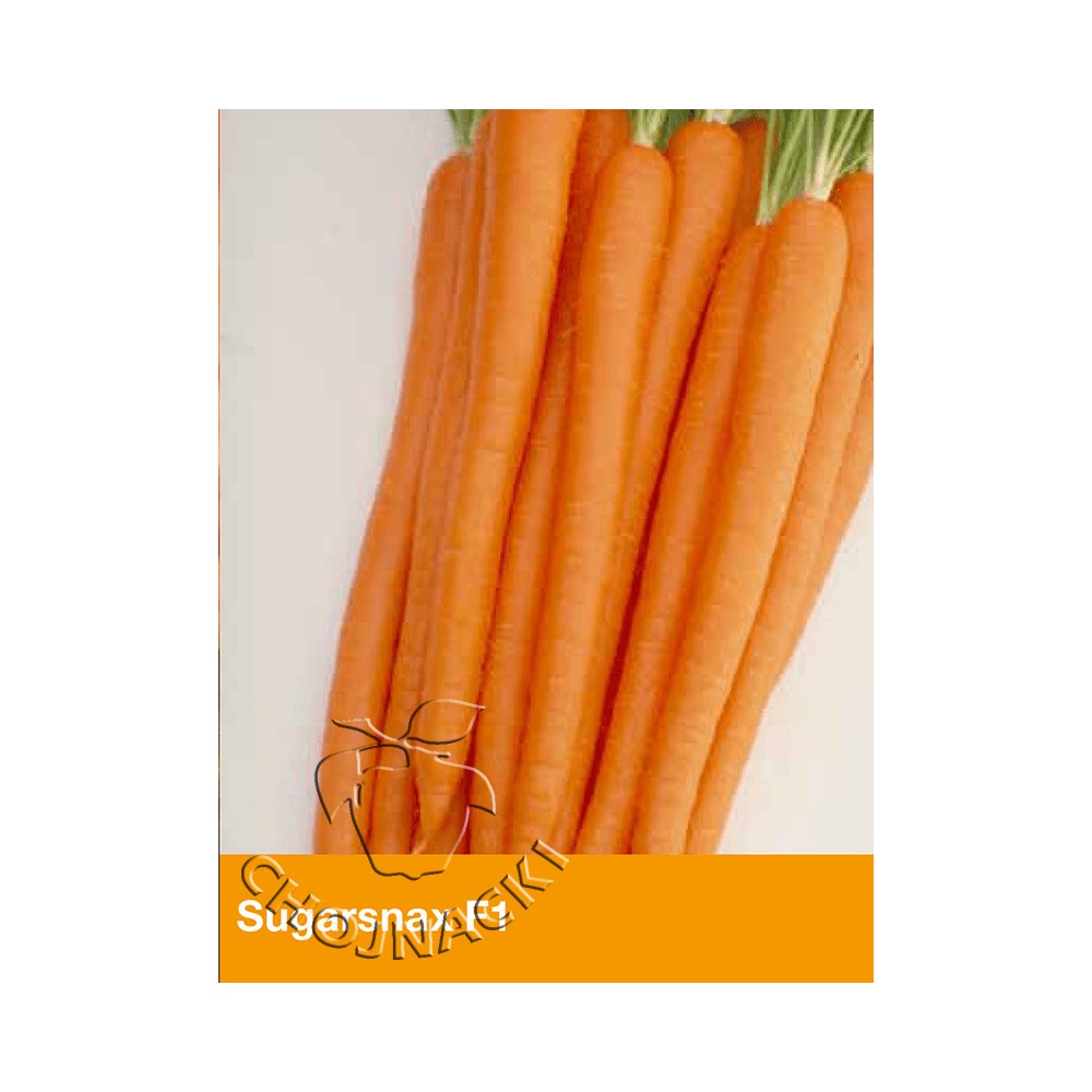 MARCHEW SUGARSNAX 100 TYS