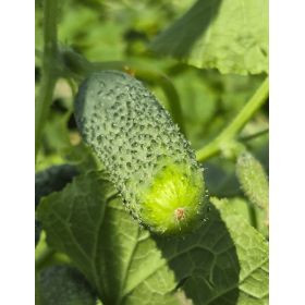 OGÓREK CUSINA F1 1TYS ZAPRAWIANE