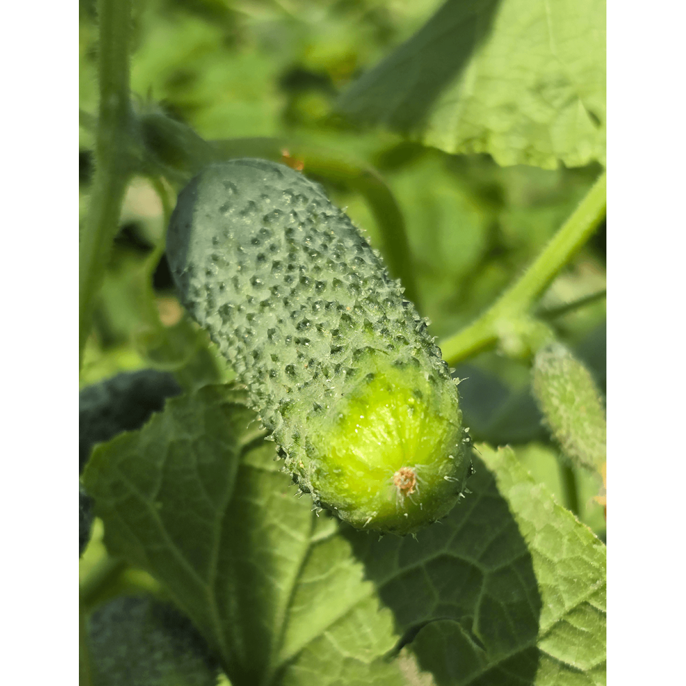 OGÓREK CUSINA F1 1TYS ZAPRAWIANE