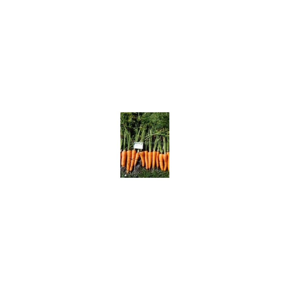 MARCHEW SV5300 DN 100 TYS