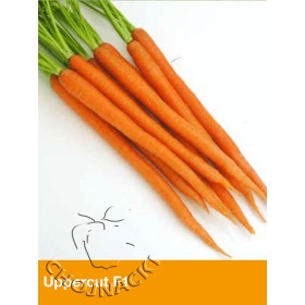 MARCHEW UPPERCUT F1 100 TYS