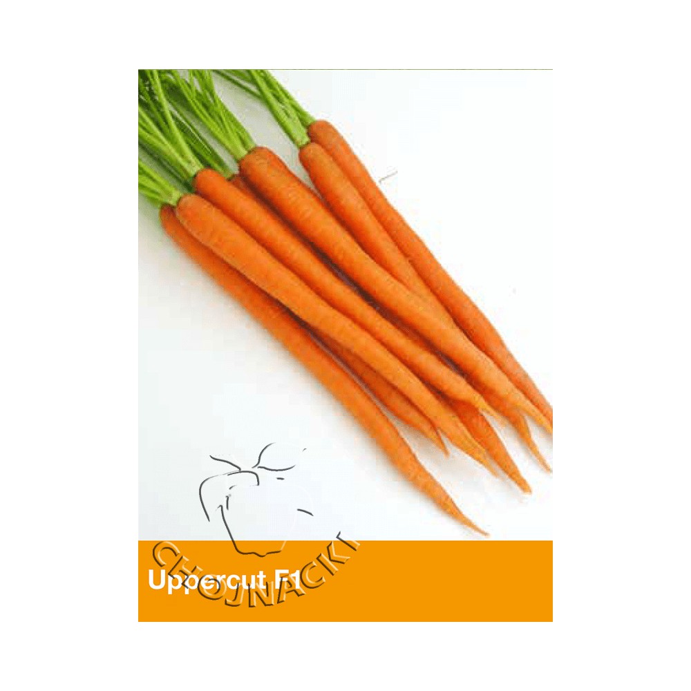 MARCHEW UPPERCUT F1 100 TYS