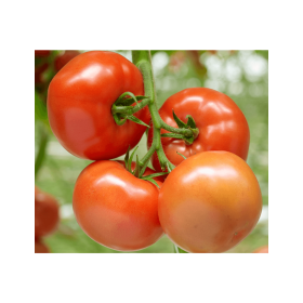 POMIDOR BARTEZA 500 NAS ST