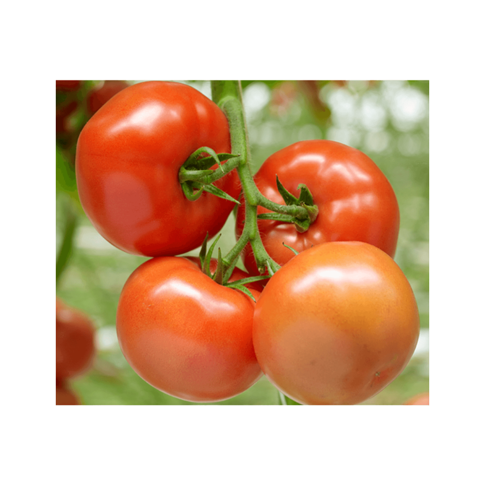 POMIDOR BARTEZA 500 NAS ST